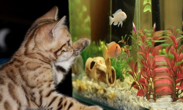 Akwarium – podwodne królestwo w twoim domu