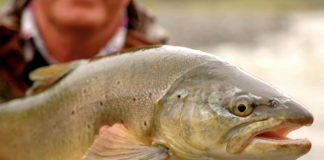 Szczupak - polujemy na drapieżnika