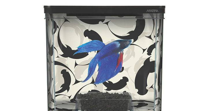 Akwarium pełne ryb – pasja, którą warto urzeczywistnić