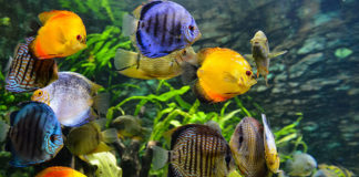 Jak wyposażyć akwarium?