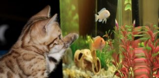 Akwarium – podwodne królestwo w twoim domu