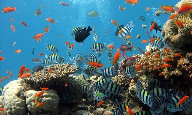 Krótki przewodnik po zakładaniu akwarium optiwhite Krótki przewodnik po zakładaniu akwarium optiwhite