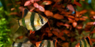 Odpowiednia dieta dla twoich rybek - jaki pokarm wybrać