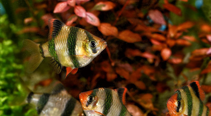 Odpowiednia dieta dla twoich rybek – jaki pokarm wybrać? Odpowiednia dieta dla twoich rybek - jaki pokarm wybrać