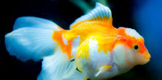 Uzdatniacz wody w akwarium