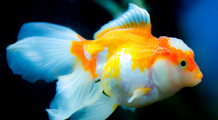 Uzdatniacz wody w akwarium – jak właściwie przygotować wodę do naszego akwarium? Uzdatniacz wody w akwarium