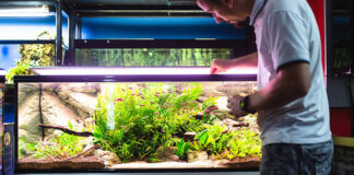 Jakie akcesoria musisz mieć w swoim akwarium