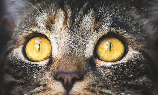 Na co najlepiej bierze makrela?