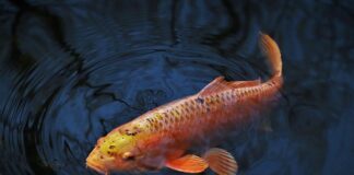 Czy karp widzi kolory?