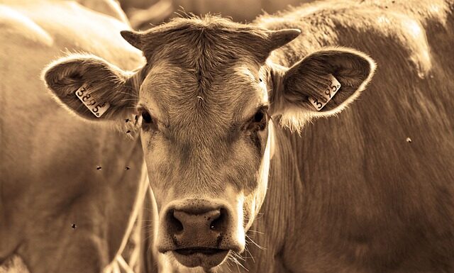 Na jakie muchy łowić w maju?