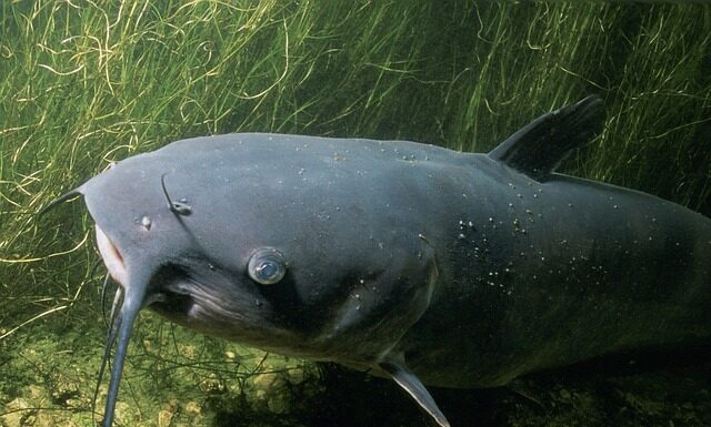 Czy sum bierze w deszczu?