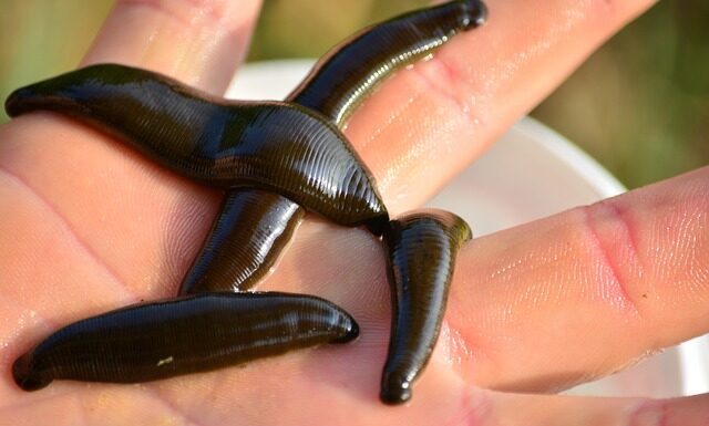 Jaka jest przynęta najlepsza?