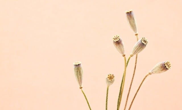 Jaki przypon na troć? Jaki przypon na troć?