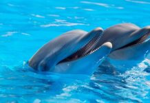 Czy delfiny mają okres?