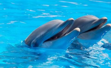 Czy delfiny mają okres?