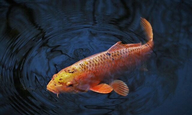 Jaki haczyk na karpia 5kg? Jaki haczyk na karpia 5kg?