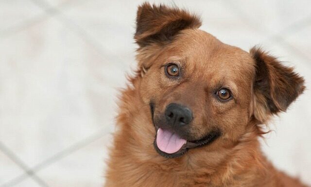 Jakie haczyki do Ronnie Rig?