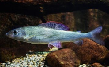 Czy halibut to ryba hodowlana?