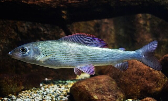 Czy halibut to ryba hodowlana?