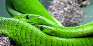 Czy w Norwegii są węże? Czy w Norwegii są węże?