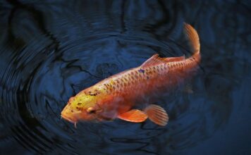 Kiedy należy solić karpia przed smażeniem?