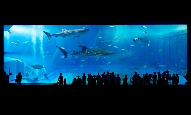 Czy rekiny są w Norwegii?