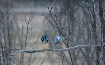O której godzinie najlepiej biorą okonie?