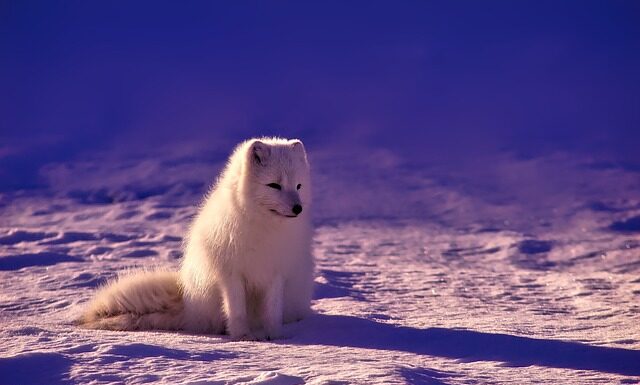 Czy w Norwegii żyją delfiny?