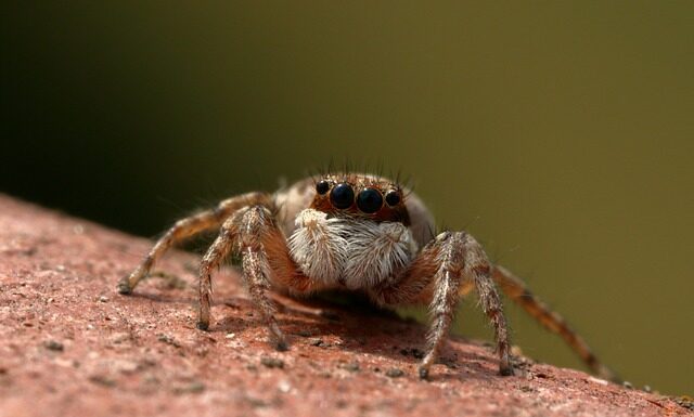 Jaka Mucha na skoczka?