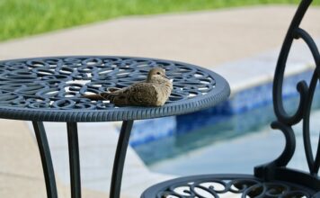 Czy po basenie można iść na spacer? Czy po basenie można iść na spacer?