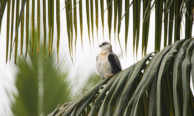 Jak działa latawiec?