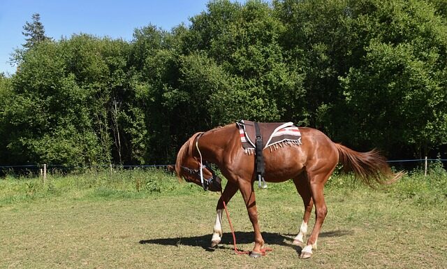 Jak zamontować kosz do koszykówki? Jak zamontować kosz do koszykówki?