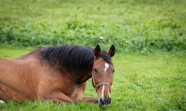Jaki uchwyt do telefonu na motocykl?