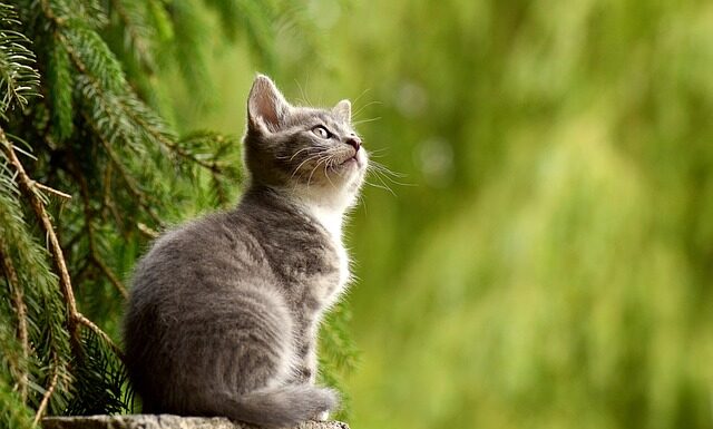 Czy kot może jeść jajecznicę?