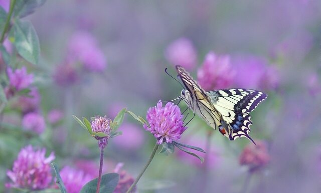 Jak powinien grac silny skrzydłowy?
