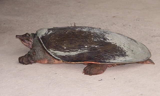 Czy softshell jest przeciwdeszczowy? Czy softshell jest przeciwdeszczowy?