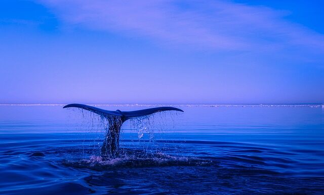 Jakie płetwy do pływania? Jakie płetwy do pływania?