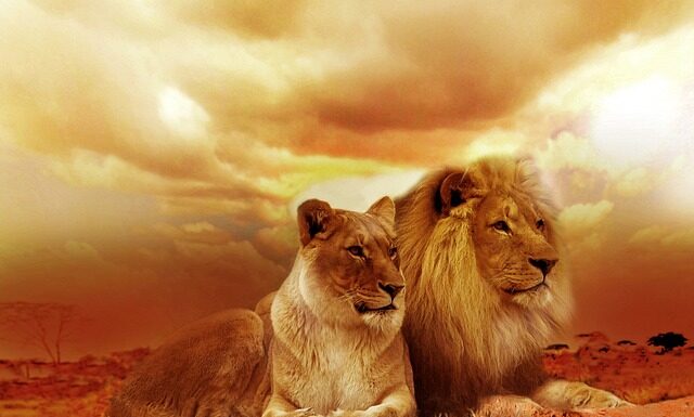 Czemu koty lubią kukurydzę?