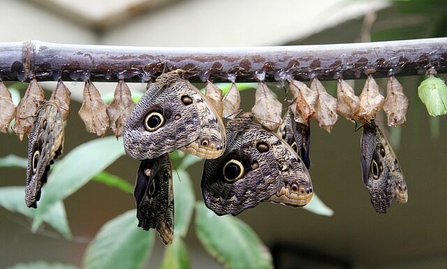 Jak się nosi kominiarkę?
