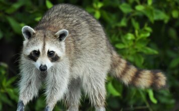 Kto wymyślił proce?