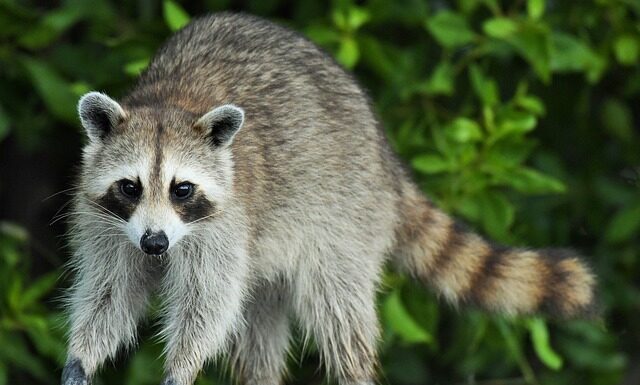 Kto wymyślił proce?