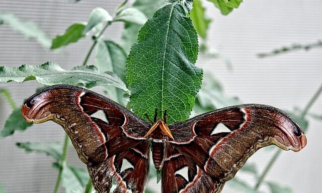 Czy można atakować z drugiej linii?