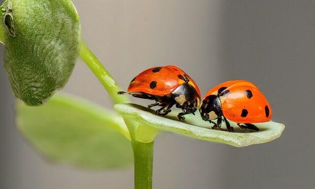 Jakie są błędy zagrywki w siatkówce?
