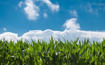 Czy kukurydza to dobra przynęta?