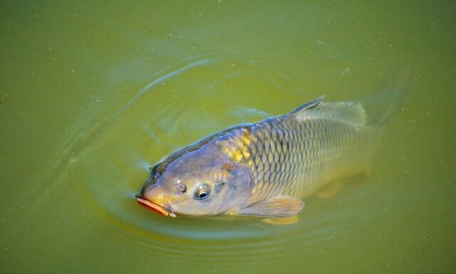 Co karp lubi najbardziej?
