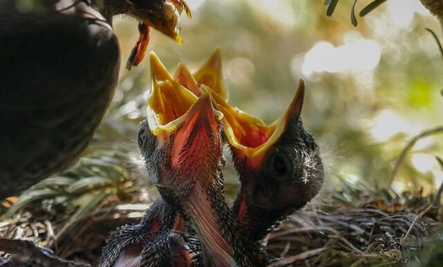 Czy można karmić karpie kukurydza?