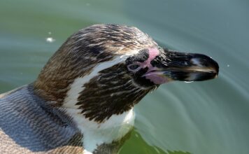 Czy polar jest zdrowy?