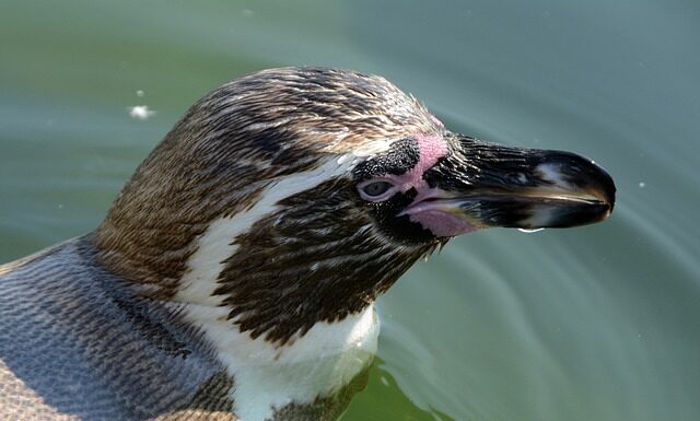 Czy polar jest zdrowy?