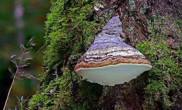 Jaką Rozpałka do krzesiwa? Jaką Rozpałka do krzesiwa?