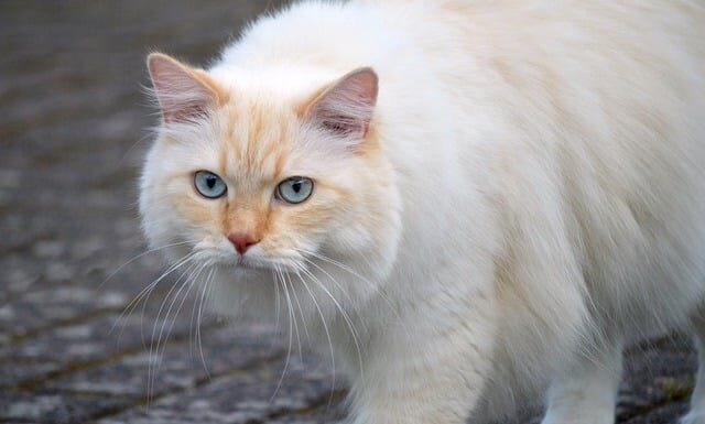 Jak przewozić kota na rowerze?